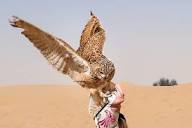 Desert Eagle Owl in the Dubai Desert Conservation Reserve ...