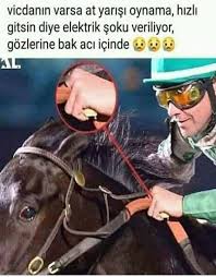 Envahsi Hayvan Insandir 2020 Hayvan Zulum Atlar