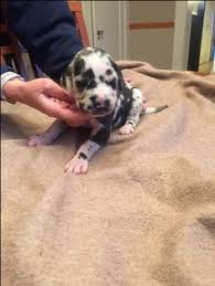 Teacup great dane puppies for sale in ohio, oh no teacup puppies or dogs of this breed for sale or they don't exist. 15 Dane Puppies Ideas Dane Puppies Great Dane Puppy Puppies