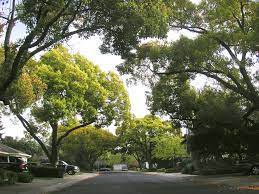Palo alto is a charter city located in the northwestern corner of santa clara county, california, united states, in the san francisco bay ar. Trees In Palo Alto Canopy Canopy