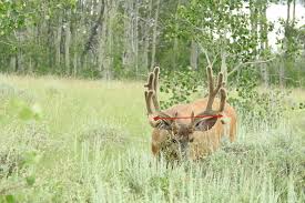 Learn how to judge trophy mule deer before you make a stalk or shot. 8 Tips For Field Judging Mule Deer Like A Pro Muley Freak