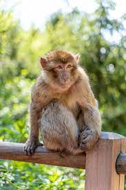 Free Image On Pixabay Monkey Zoo Animal World Animal Animals Animals Images Zoo Animals