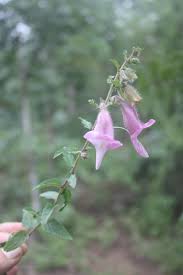 Image result for Ceratotheca sesamoides