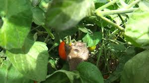 Rats were eating my tomatoes and cucumbers. Two Garden Mice Eating A Tomato Youtube