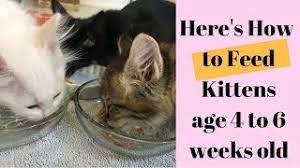 What How To Feed Kittens Age 4 To 6 Weeks Old Youtube
