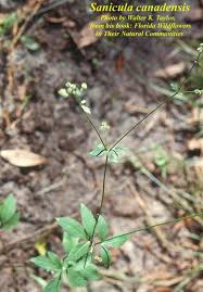 Image result for Sanicula