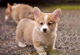 The corgi puppies for sale near me can easily comfortable in apartments, flats, or any type of living space. Pembroke Welsh Corgi Puppy For Sale In Delhi Asiapets In