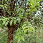 Image result for Zanthoxylum chalybeum