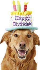 Frisco Birthday Cake Dog Cat Hat X Small Small Chewy Com Dog Birthday Hat Happy Birthday Dog Birthday Cake Dog