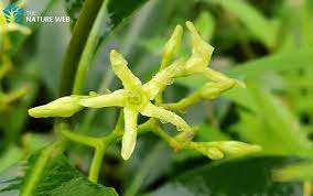 Aster Flower Name In Telugu Language Best Flower Wallpaper