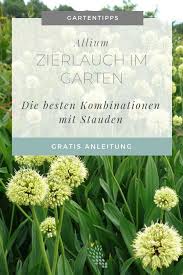 Allium Zierlauch Im Garten Stilvolles Design Einfach Gepflanzt Zierlauch Pflanzen Steingarten Pflanzen