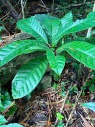 Image result for Pouteria pseudoracemosa