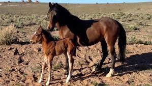 Is It Legal To Feed Wild Horses Displaced By Wildfires No