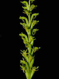 Image result for Habenaria peristyloides