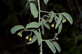 Image result for Ximenia americana