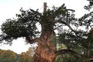 Dans le pays de Brocéliande des arbres remarquables résistent au temps