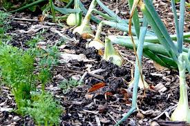 Selbstversorger Garten Planen So Erstellst Du Deinen 4 Jahres Plan Wurzelwerk Garten Ideen Gemuse Pflanzen Pflanzplan