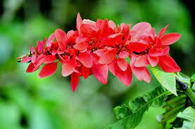 Trinidad And Tobago Flower The National Flower The Chaconia Also Called Wild Poinsettia Or Pride Of Trinidad And Forest Flowers Amazing Flowers Flowers