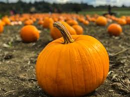 2019 Pumpkin Patches Farm Fun Near Okc Metrofamily Magazine