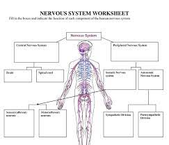The part of the peripheral nervous system that regulates. Central Nervous System Diagram Blank Central Nervous System Diagram Blank World Of Reference Autonomic Nervous System Ans Centers Nuclei Tracts Ganglia And Nerves Involved In The Unconscious Regulation Of Visceral