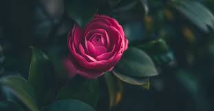 He is describing the heart of the one who cleanses. What God S Promise Of Beauty For Ashes Means For You