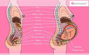 Tieto cviky boli pôvodne určené pre ženy. Panvove Dno A Jeho Posilnenie Ako Na To Feminatal