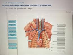 Blood from both atria goes into the ventricle and then is pumped into the arteries, which are blood vessels that carry blood away from the heart. Week 7 A Dex 4 Blood Vessels Of The Cat Chegg Com