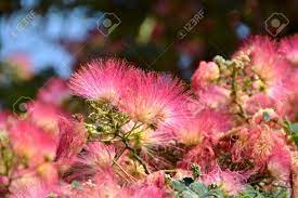 Acacia Flowers Ltd Best Flower Wallpaper
