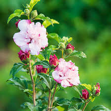 We did not find results for: Danica Hardy Hibiscus Rose Of Sharon Spring Hill Nursery