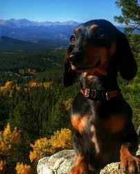 A Majestic Sausage Spotted In The Wilderness From Oscars Voyage Follow Us Lodachshund For More Dachs Dachshund Pets Weenie Dogs Dapple Dachshund