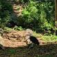 Creek Critters Nature Walk event image