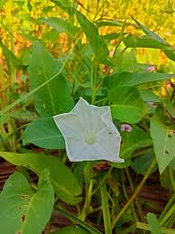Image result for Ipomoea violacea