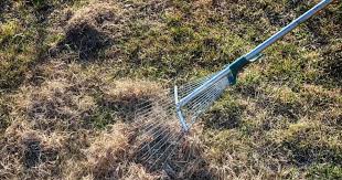 How to dethatch a lawn with rake. Benefits Of Dethatching Your Lawn Progardentips