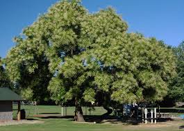 Image result for Styphnolobium