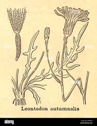 Image result for Macledium sessiliflorum