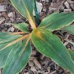 Image result for Chlorophytum filipendulum