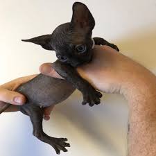 Sphynx cats also often lie in sunlight shining through windows or sit near objects that give off heat. Black Sphynx Kittens For Sale Sphynx Kittens For Sale Sphynx Cats Kittens