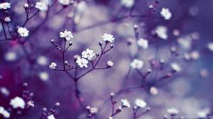 We have collected 100 spring wallpaper images to decorate your phone or desktop computer and get you into the. Spring Computer Wallpapers 4 Items Desktop Background