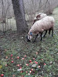 Istanbul Kocaeli Sakarya Kuckbas Hayvan Pazari
