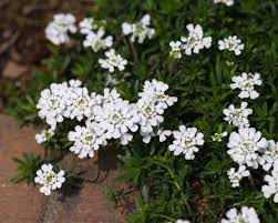 Candytuft perennial white pink flower 650 seeds! Candytuft Iberis Umbellata Calyx Flowers Inc