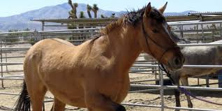 Looked around but didn't see anything about that. Buckskin Horse Color Origin Genetics And Variations Helpful Horse Hints