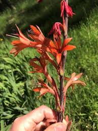 Image result for Watsonia