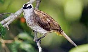 Check spelling or type a new query. Download Suara Burung Trucukan Ropel Dan Ngebren Mp3
