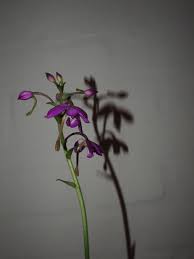 Image result for Calanthe sylvatica