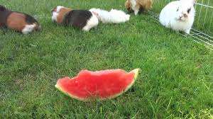 Meerschweinchen Essen Wassermelone Youtube