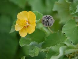 Image result for Abutilon hirtum