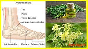 La chaya como complemento alimenticio, esta increíble planta en un caldo tiene mas proteína que un caldo de carne, es útil contra la arteriosclerosis. Plantas Que Curan Y Sanan La Diabetes 4 Poderosas Plantas Que Te Ayudan A Controlar La Diabetes Las Mejores Plantas Para La Diabetes The Best Drop Fade Hairstyles