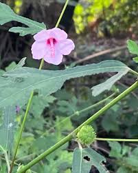 Image result for Urena lobata