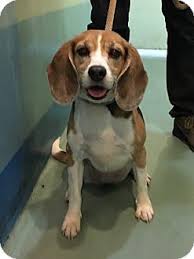 Black And Brown Beagle New York Ny Beagle Meet Rebecca Louise A Dog For Adoption Dog Adoption Beagle Dog Beagle