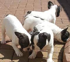 Maybe you would like to learn more about one of these? Awesome French Bulldog Puppies For Sale For Sale In Youngstown Ohio Classified Americanlisted Com